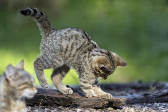 A kitten playing outside on a tree trunk, curiously exploring its surroundings, wildcat (Felis