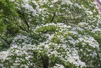 Japanese flowering dogwood (Cornus kousa) blue sky, Bavaria, Germany, Europe