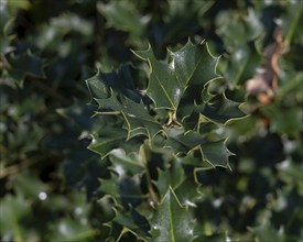 Nature, plant, green holly, Ilex aquifolium, macro