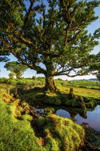 Centuries-old til trees in fantastic magical idyllic Fanal Laurisilva forest on sunset. Madeira