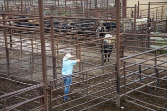 Oklahoma City, Oklahoma, The Oklahoma National Stockyards. Since it was founded in 1910, more than