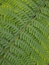 Männlicher Farn (Dryopteris filix-mas), Nahaufnahme eines einzelnen Wedels, im Frühjahr, Hessen,