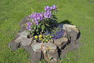 Flowers, Rhododendron in old tree stump, Catawbiense Grandiflorum, Blossoms, Federal Republic of