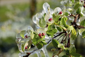 Hamburg, Altes Land, Obstplantage, Frostschutz