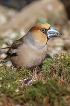 Grosbeak (Coccothraustes coccothraustes) lying on the moss on the ground in the forest in winter.