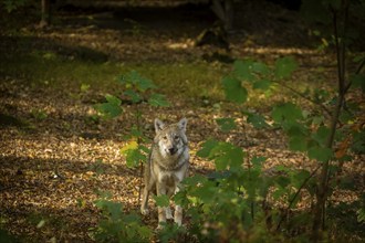 Moritzburg Game Reserve, Moritzburg, Saxony, Germany, Europe