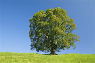 Large lime tree in Oberägeri, Canton Zug, Switzerland, Europe