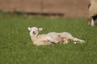 Domestic sheep (Ovis aries) juvenile lamb farm animal resting in a grass field, England, United