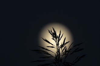 A full moon in the night sky with a Common reed (Phragmites australis) plant stem and leaves