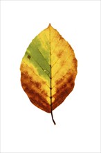 Autumn-coloured leaf of a beech (Fagus sylvatica), copper beech, tree, free-standing, Vechta, Lower