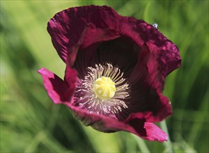 Close up of purple poppy plant flower, Papaver somniferum, Sissinghurst castle gardens, Kent,