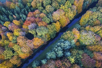 Mixed forest in autumn, colouring, aerial view, forest, autumnal, district Vechta, Moorbach, Daren,