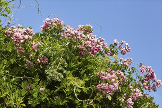 French rose (Rosa gallica) against a blue sky in Saint-Palais-sur-Mer, Département