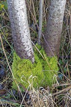 Moss growth on tree trunks, Geltinger Birk, Gelting, Schleswig-Holstein, Germany, Europe