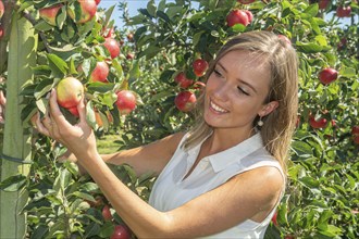 Young attractive blonde smiling woman picking apple in Scania fruit district, Kivik, Österlen,