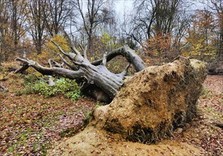 Fallen, uprooted tree in the Sababurg primeval forest in autumn, nature reserve, Reinhardswald