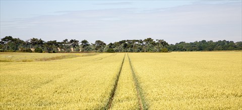 Two straight lines created by vehicles running across arable field with cereal crop, Hollesley,