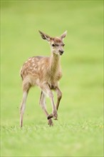 Red deer (Cervus elaphus) fawn running on a meadow in the mountains in tirol, Kitzbühel, Wildpark