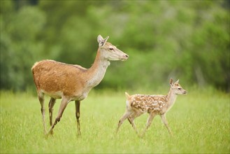 Red deer (Cervus elaphus) mother with her fawn standing on a meadow in the mountains in tirol,