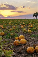 Pumpkin fields in the evening light, near Poysdorf, Weinviertel, Lower Austria, Austria, Europe