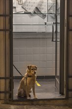 Dog waiting for his master in front of a shop, Genoa, Italy, Europe