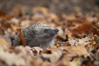 European hedgehog (Erinaceus europaeus) adult animal amongst fallen autumn leaves, Suffolk,