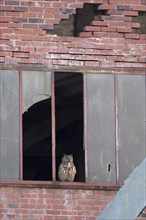 Eurasian eagle-owl (Bubo bubo), adult male, sitting in the window of an old industrial building,