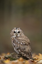 Tawny owl (Strix aluco) adult bird on fallen leaves in a woodland in the autumn, England, United