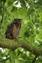 Eurasian eagle-owl (Bubo bubo), adult male, sitting in a tree, Ewald colliery, Herten, Ruhr area,