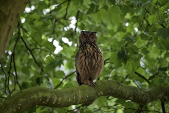 Eurasian eagle-owl (Bubo bubo), adult male, sitting in a tree, Ewald colliery, Herten, Ruhr area,