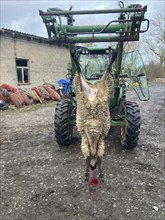 Slaughtered sheep hanging from a tractor on a farm, Mecklenburg-Vorpommern, Germany, Europe