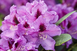 Rhododendron (azalea) flowers of various colors in the spring garden. Closeup. Blurred background