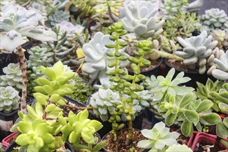 Various types of succulent in flower pots in the greenhouse. Closeup, selective focus