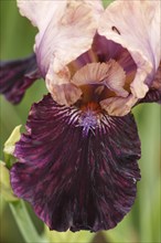 Beautiful multicolored iris flower bloom in the garden. Close up, fragility and summer concept