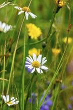 Flowering marguerites (Leucanthemum), colourful flowers, grasses and insects in a wild, natural