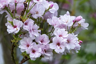 Blossoms of the apple tree (Malus domestica), Hesse, Germany, Europe