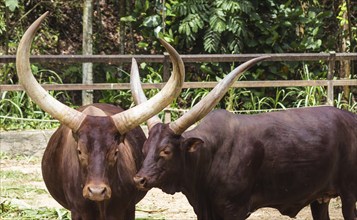 Two red African bulls in the zoo