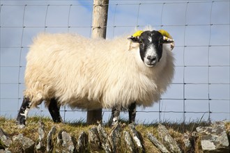 Sheep standing on dry stone wall, Exmoor national park, Devon, England, United Kingdom, Europe