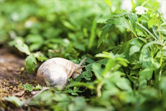 Roman snail (Helix pomatia) crawling on the forest ground among green leaves