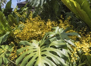 Yellow orchids with ferns in botanical garden of Singapore