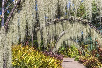 Arches with lichen in the Botanic Garden of Singapore