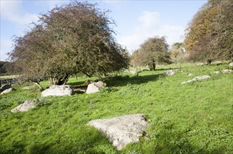 Fyfield Down national nature reserve, Marlborough Downs, Wiltshire, England, UK one of the