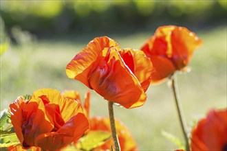 Orange poppies blooming in the garden in summer