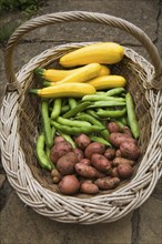 Wicker basket containing freshly grown vegetables, UK