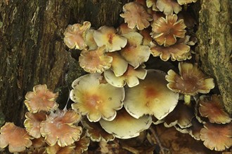 Sulphur tuft (Hypholoma fasciculare), North Rhine-Westphalia, Germany, Europe