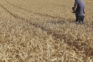 Farmer checks his grain