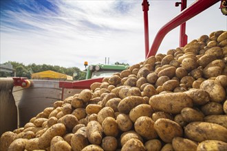 Agriculture harvesting of table potatoes in Mutterstadt, Palatinate