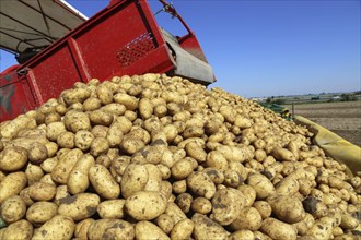 Agriculture potato harvesting with harvester (Mutterstadt, Rhineland-Palatinate)