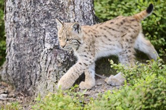 Eurasian lynx (Lynx lynx) youngster walking through the forest, Bavaria, Germany, Europe