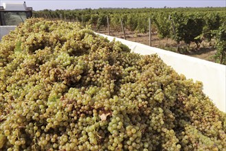 Grape grape harvest: Hand-picking of Chardonnay grapes in Meckenheim, Palatinate